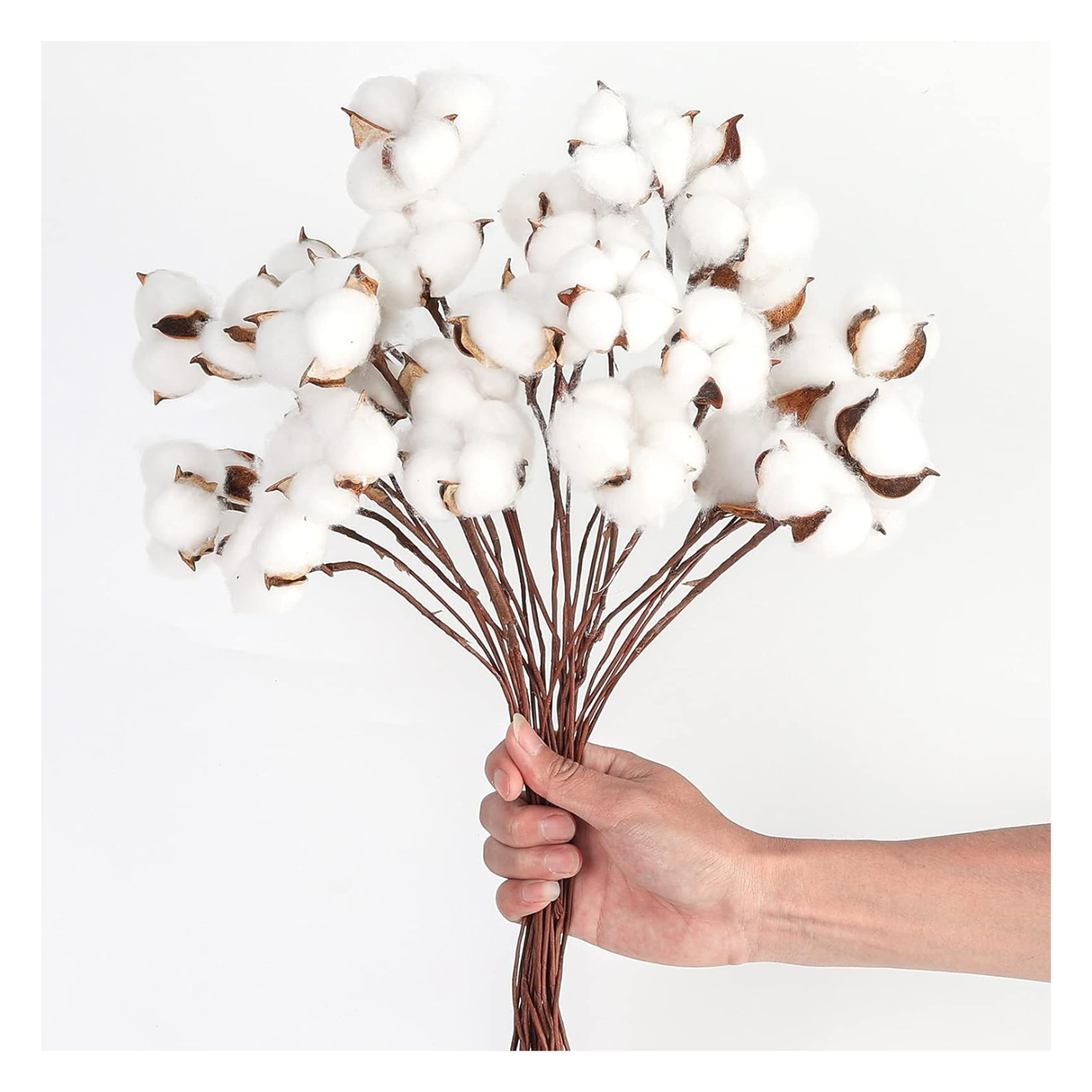 natural cotton branches
