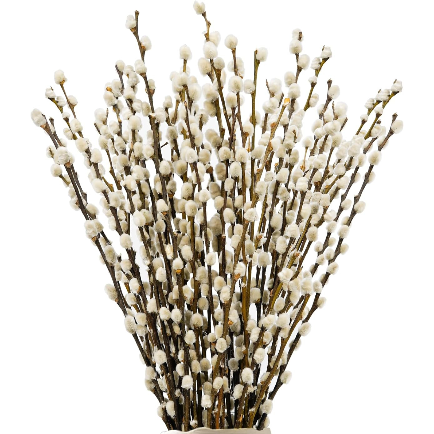 bulk pussywillowbranches