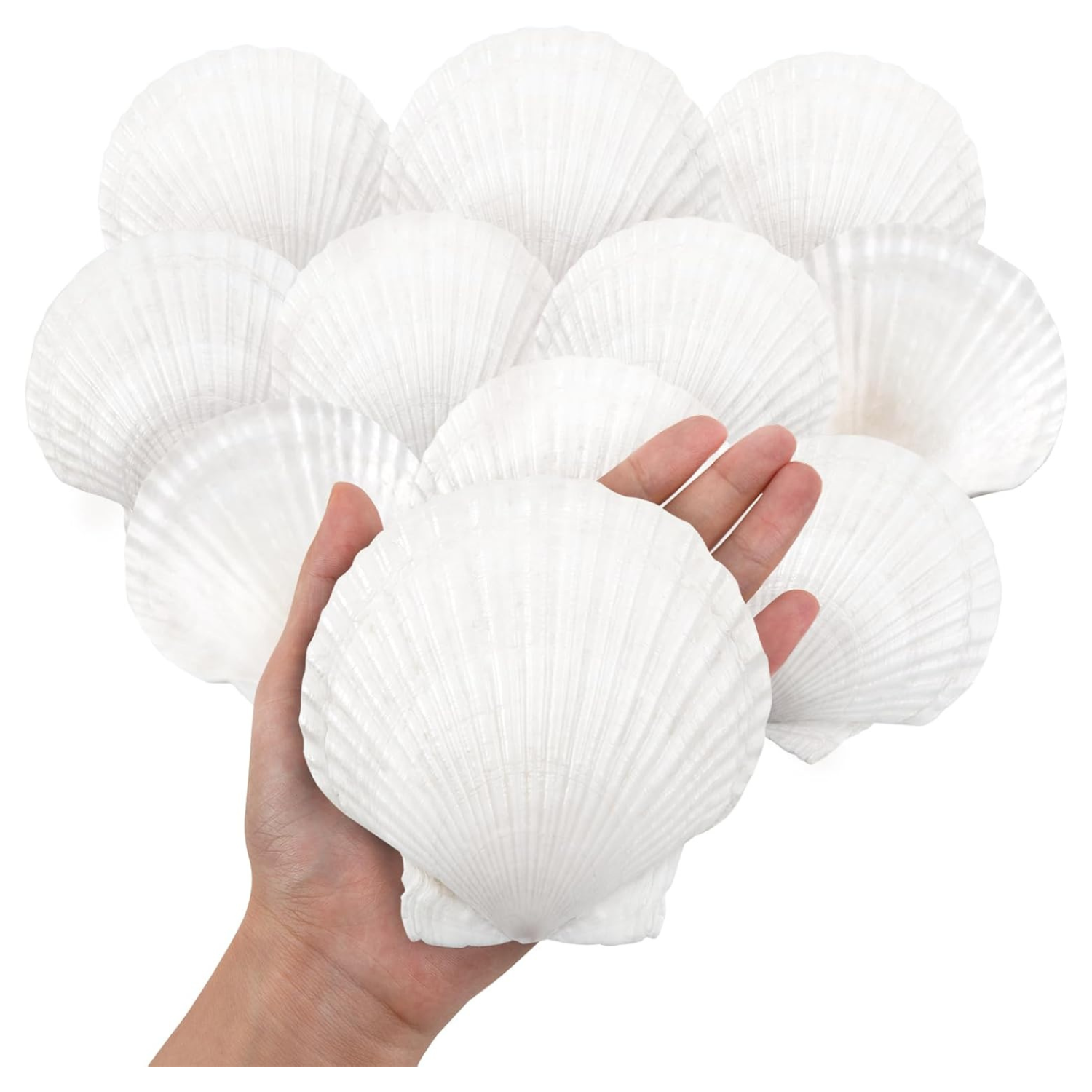 large white natural scallop shells