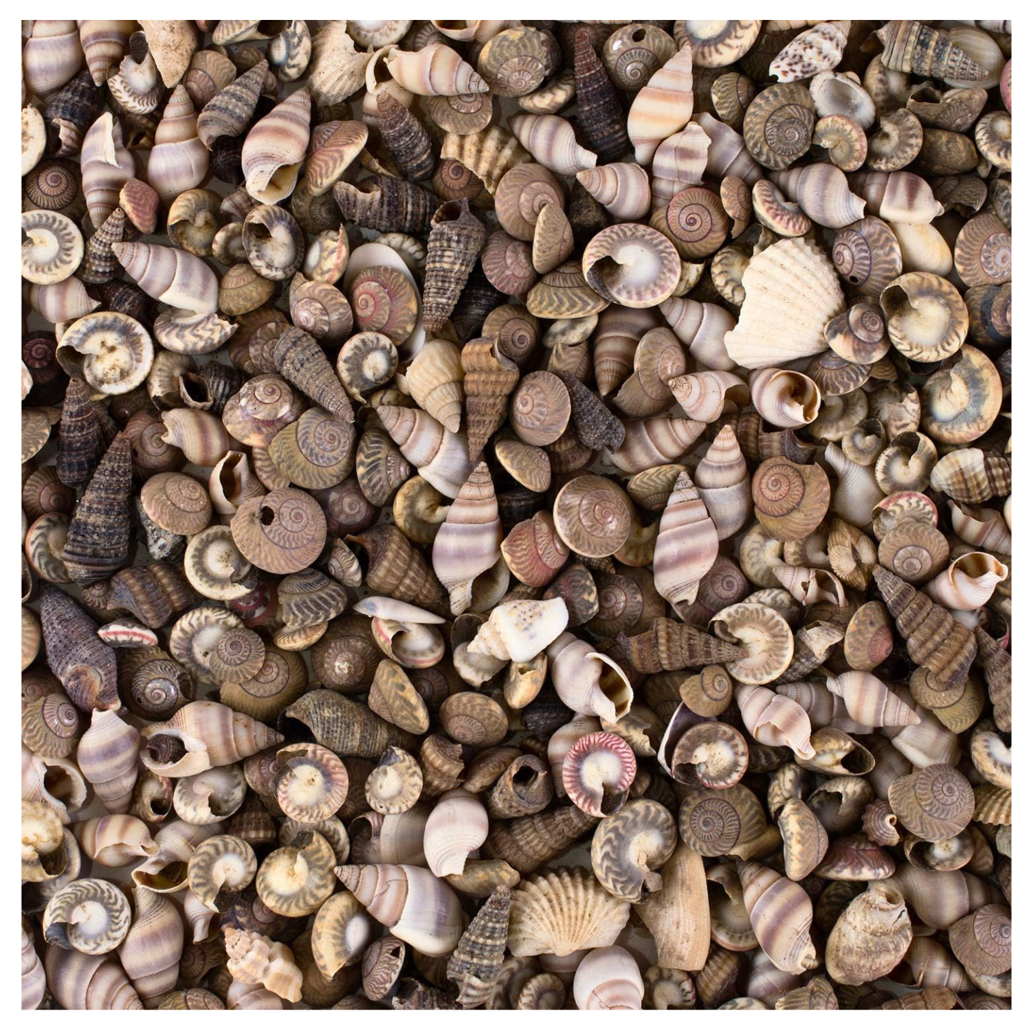 bulk mini seashells bottle filler